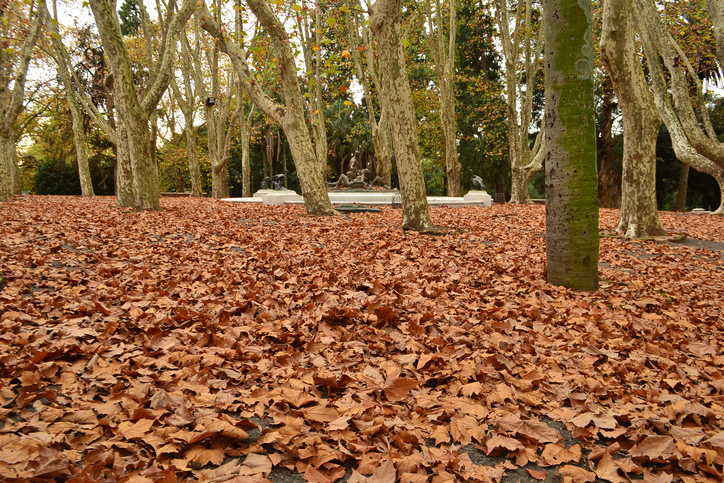 Planes para el otoño